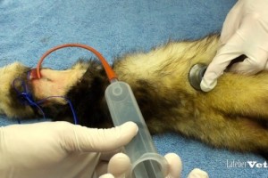 También se puede verificar la posición del tubo de esofagostomía al auscultar el estómago mientras se inyecta aire rápidamente en el tubo