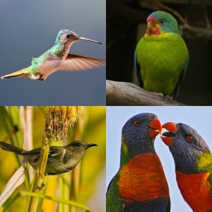 Avian nectarivores belong to Order Passeriformes and Order Psittaciformes