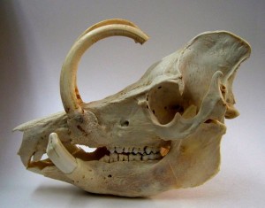Lateral view of the skull of a male babirusa with the impressive facial structures formed by the upper canines.
