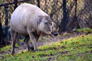 The lower canine teeth of the babirusa form strong tusks, while the upper canines curve up through the hard palate and skin.
