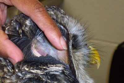 Ear of a barred owl