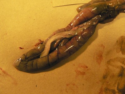 Pancreas sitting within the U-shaped duodenal loop of a barred owl