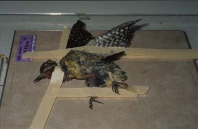 Secure the conscious bird from cranial to caudal. First, extend and tape the neck.