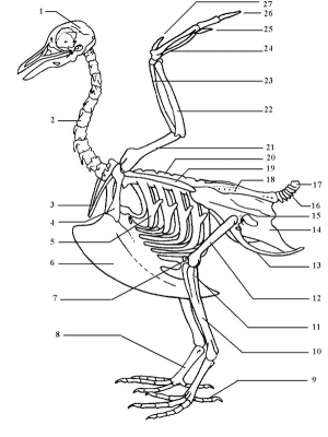 Esqueleto de la cintura pectoral: 6 = Esternón 3 = Clavícula 4 = Coracoides 19 = Escápula 21 = Húmero 23 = Radio 22 = Cúbito 27 = Álula (primer dedo) 24 = Huesos metacarpianos 25, 26 = segundo dedo y tercer dedo (manus)