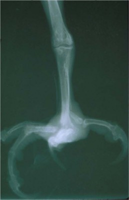 Survey radiograph from a bird with severe bumblefoot