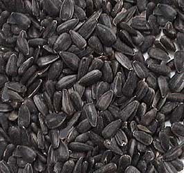 Les graines de tournesol noires sont particulièrement riches en matières grasses