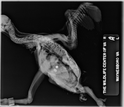 Lateral radiographic view of a nestling black vulture 