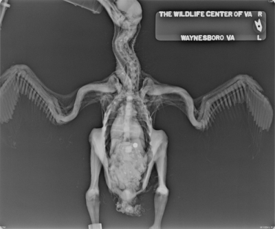 Ventrodorsal view of a nestling black vulture 
