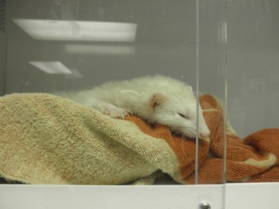 Ferret in burrowing material