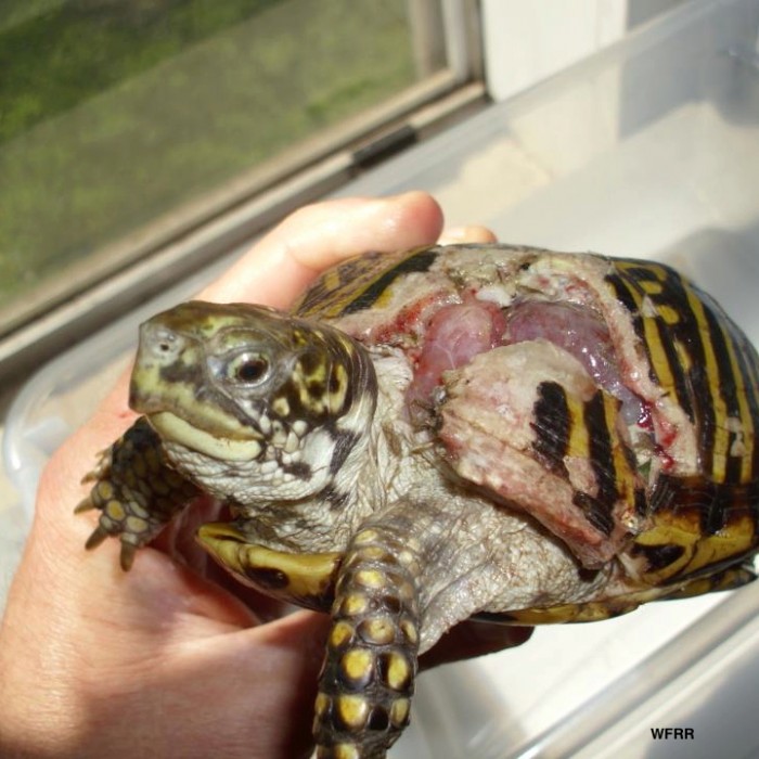 Turtle Shell Care, PetKraze- Serving PA, DE