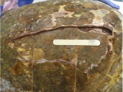 Carapacial fracture in a loggerhead sea turtle