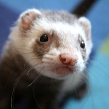 Care of the Pet Ferret