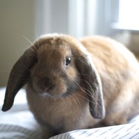 Care of the Senior Rabbit