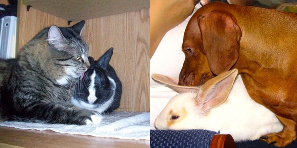 Cats and dogs can make acceptable rabbit companions when exposed to this species from a very young age and consistently supervised by a responsible adult.