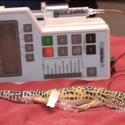 A leopard gecko receiving intraosseous fluids via syringe pump.