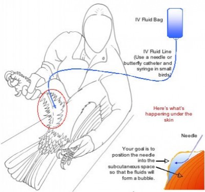Subcutaneous fluids administered to a large raptor