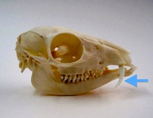 Lateral view of the skull of a male lesser chevrotain.