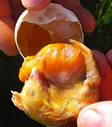 Embryon de poule