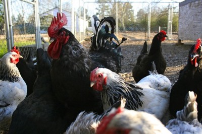 La mayoría de aves de corral son obtenidas para la producción de carne y huevos