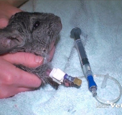 Des cathéters intraveineux sont couramment mis en place chez de nombreux petits mammifères