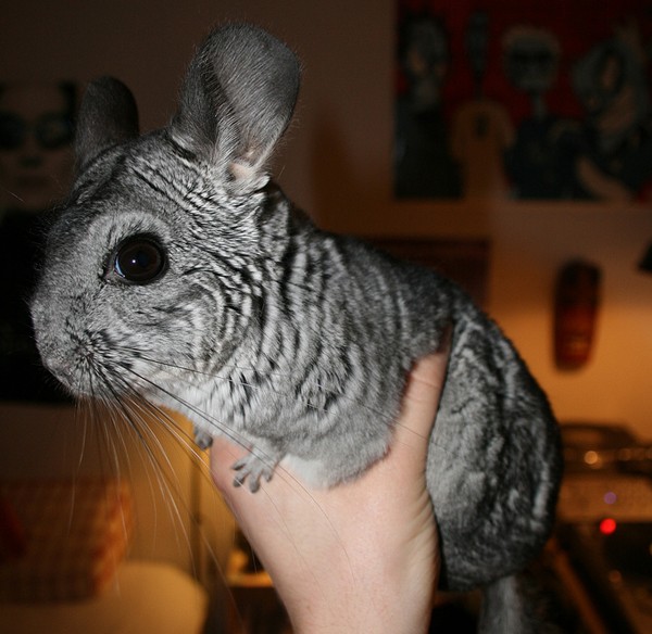 why do chinchillas shed