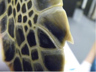 Close up of a juvenile green sea turtle claw