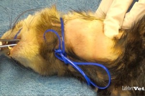 Hold the hemostat so that the tip can be seen underneath the skin.