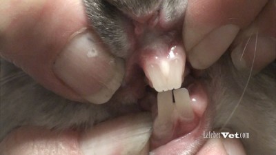closeup rabbit incisors