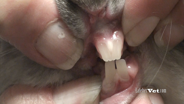  Close up rabbit incisors