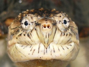 Close-up of a snapping turtle