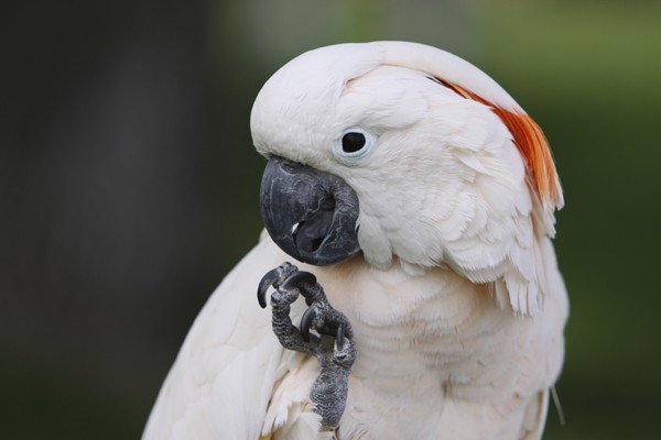 pink umbrella cockatoo