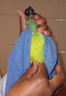 Palpation coelomique chez un perroquet