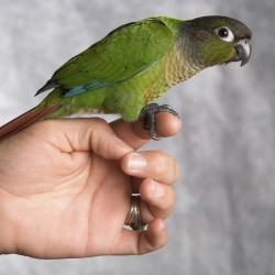 conure on finger