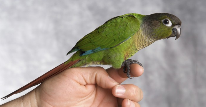 Green Cheek Conure Weight Chart