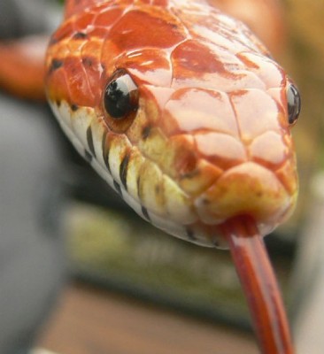 Corn snake basic information sheet