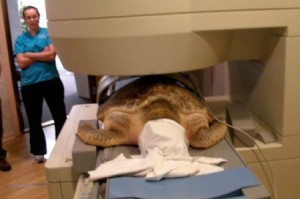A loggerhead turtle undergoing an MRI with the use of towel to cover the eyes.
