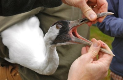 L’oropharynx peut être ouvert et tenu avec les mains chez beaucoup d’espèces d’oiseaux