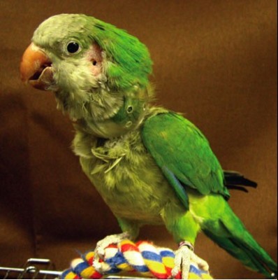 Customized avian spherical collar