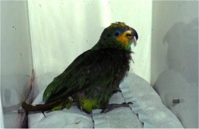 Black discoloration of plumage that should be green or blue is a possible sign of liver disease in the avian patient