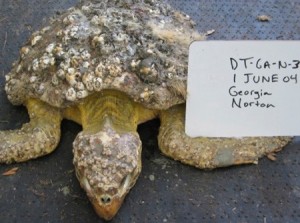 Debilitated loggerhead turtles are at risk for pericardial and cardiac tears from the plastron.
