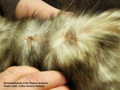 Dermatophytosis in a Virginia opossum Photo credit: Cathy Johnson-Delaney