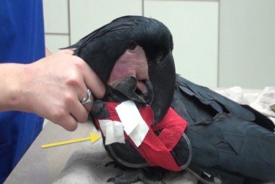 Se pueden aplicar tiras de cinta porosa de distracción (flecha) para reducir al mínimo la masticación de la capa protectora del vendaje en las aves psitácidas