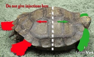 Intramuscular injections made into the cranial half of the reptile body.