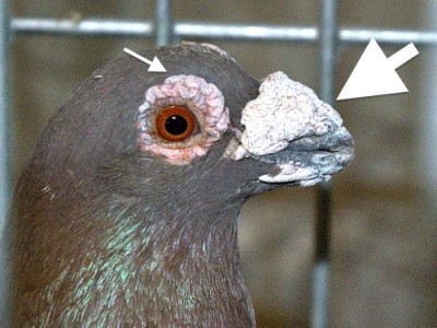 ragoon pigeon with a large beak wattle (large arrow).
