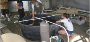 Una cama de agua con una ducha y recirculación de agua caliente, se puede utilizar para mantener a las tortugas marinas que no pueden ser colocadas en el agua