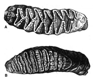 The molar lamellae are diamond shaped in African elephants and a flat, oval shape in Asian elephants.