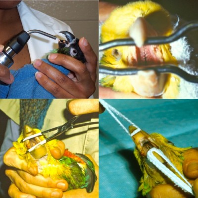 Evaluation of the oropharynx