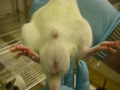 External genitalia in a male rat.