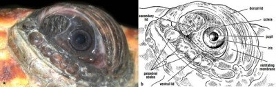 Eye and eyelids of a loggerhead turtle