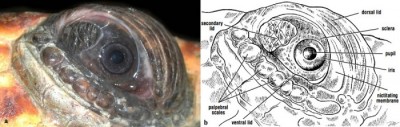 Eye and eyelids of a loggerhead turtle